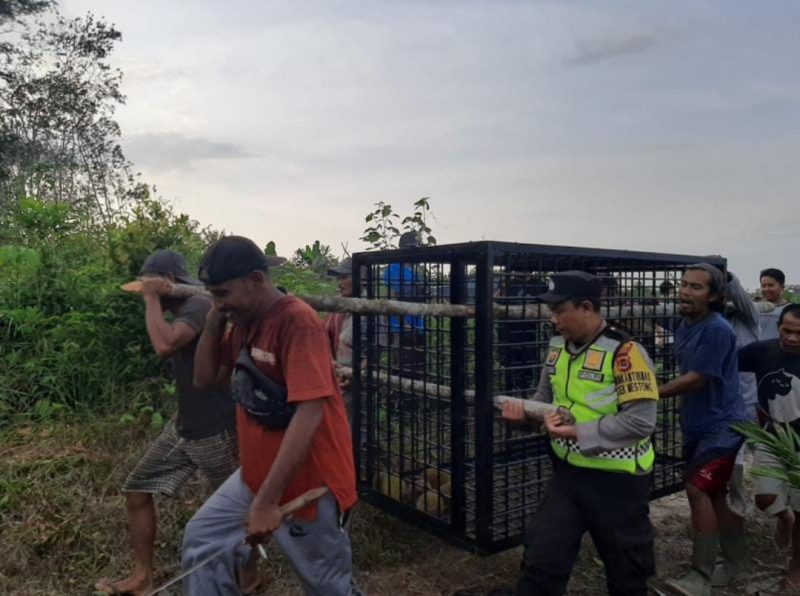 BKSDA Jambi memasang perangkap setelah warga Desa Suka Damai, Kecamatan Mestong, Kabupaten Muaro Jambi diserang beruang saat di kebun.