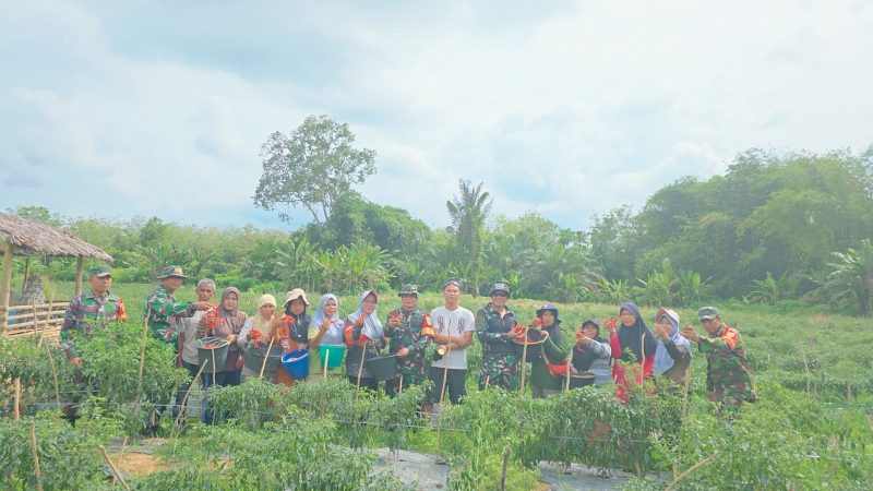 Komandan Kodim 0416/Bungo Tebo Letkol Inf Dedy Pungky Irawanto bersama anggota TNI, kelompok tani, dan warga saat panen perdana cabai merah di lahan milik Poktan Tanjung Sakti, Desa Tebat, Kecamatan Muko Muko Bathin VII, Kabupaten Bungo, Jumat (12/07/2025).