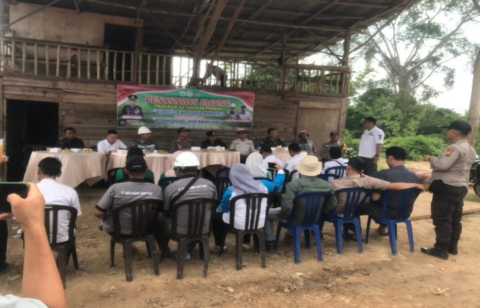 Mahasiswa KKN Posko VIII IAI TEBO  turut berpartisipasi dalam program ketahanan pangan melalui kegiatan penanaman jagung yang dilaksanakan di lahan PT Hutan Jaya Agung (HJA), Desa Mengupeh, Kecamatan Tengah Ilir.(INJ/Ist)